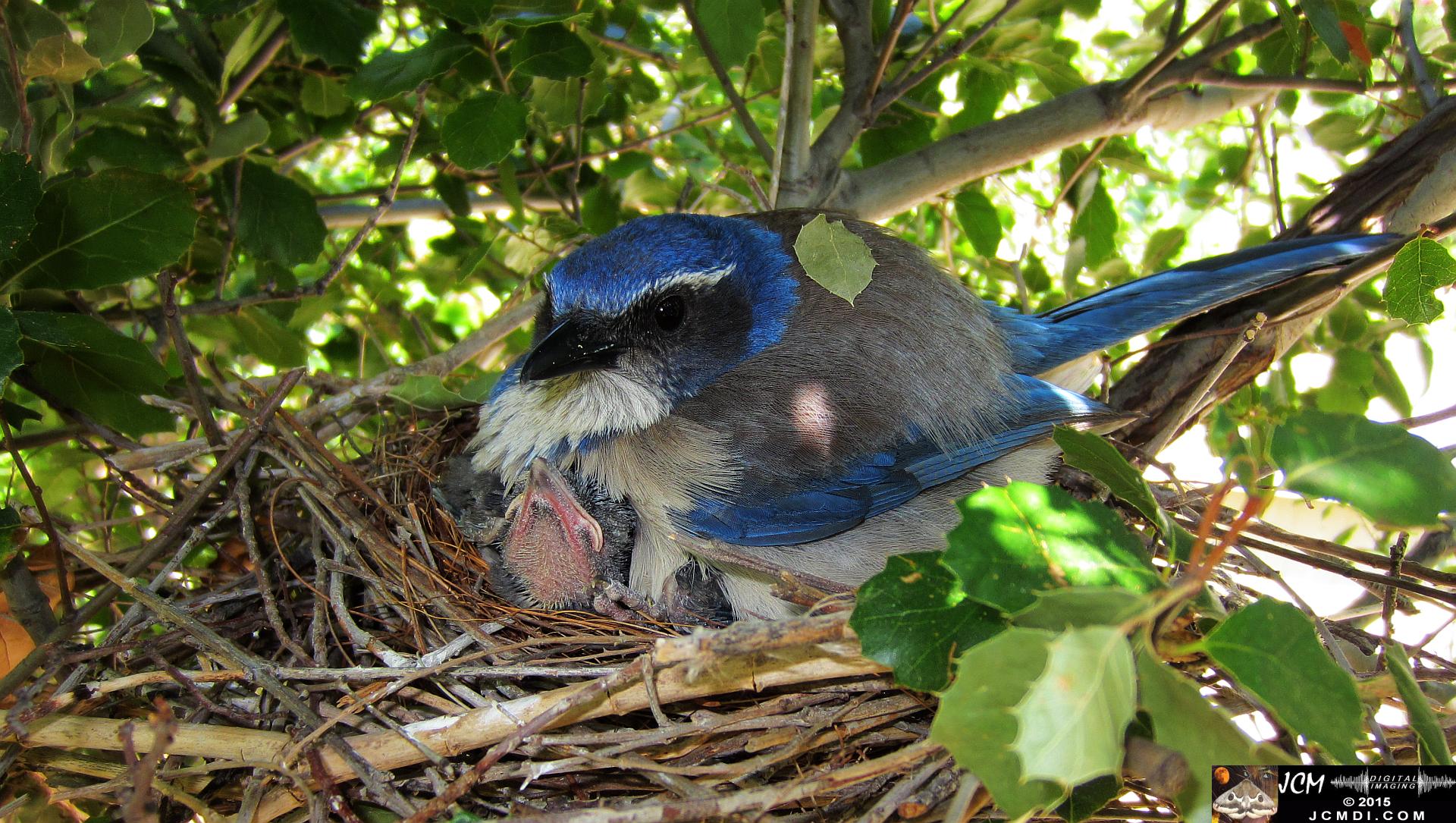 Scrub Jay Nest Documenatry with chicks